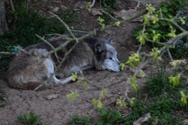 Dağlarda avlanan bir geceden sonra gölge ağacın altında yatan Gri Kurtlar