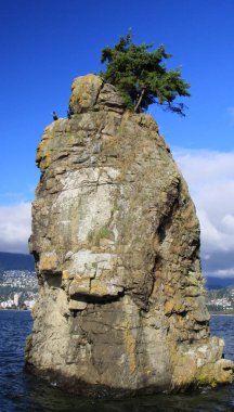 Okyanus kıyısındaki uzun bir kayaüzerinde yetişen çam ağaçları
