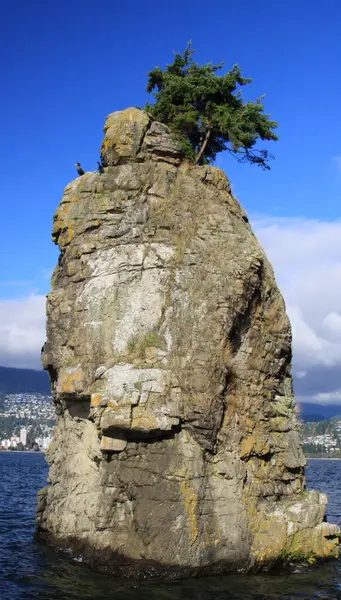 Pinos que crecen en una roca alta en una costa oceánica — Foto de Stock