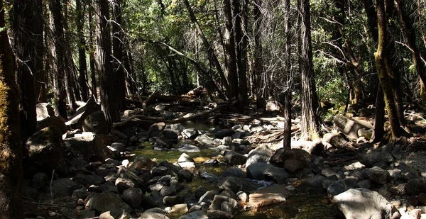 Bubbling Creek Running Granite Stones Surrounded Trees Yosemite National Park — Stock Photo, Image