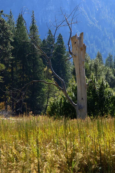 Grande Albero Morto Trova Nel Prato Lungo Fiume Merced Yosemite — Foto Stock