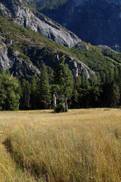 Äng Med Ett Dött Träd Mot Granitväggarna Yosemite Nationalpark — Stockfoto