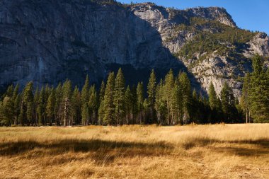 Yosemite Ulusal Parkı 'nın sonbahar çayırı