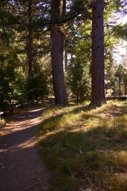 Merced Nehri boyunca Ponderosa Çamları 'nın altındaki patika. 