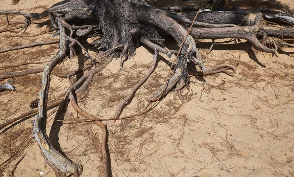 Naked Tree Roots Spreading Out Sandy Soil Seaking Nutrients — Stock Photo, Image