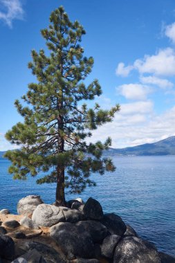 Yalnız Çam Ağacı, Tahoe Gölü 'nün kıyısındaki kayalıklarda büyüyor.
