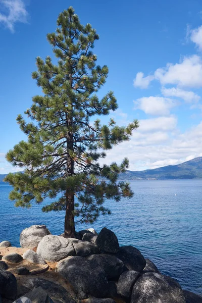 Árbol Pino Solitario Creciendo Las Rocas Lado Del Lago Tahoe — Foto de Stock