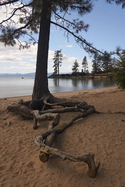 Racines Exposées Pin Poussant Sur Plage Sand Harbor Dans Lac — Photo