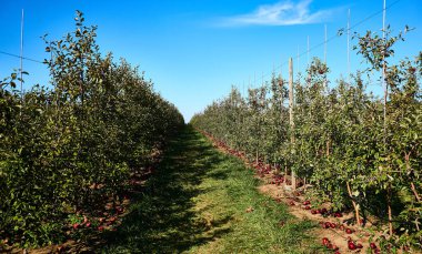 Apple Meyve Bahçesi 'nin 3. Yılı