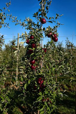 Başvuru mevsimi geldi. Sonbaharda bol bol kırmızı meyve veriliyor.