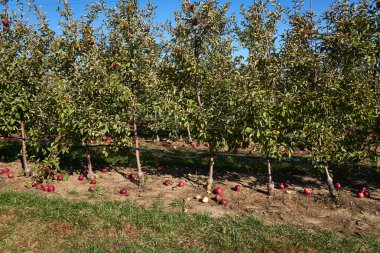 Yeni bir organik meyve bahçesinde sıra sıra meyve tutamayacak kadar dolu dallar ve sıra sıra ağaçlar.