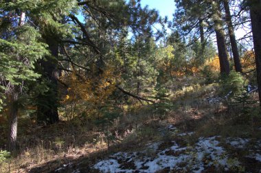 Sonbahar renkleri bir dağ yürüyüşü patikası boyunca öğleden sonra güneş ışığı altında