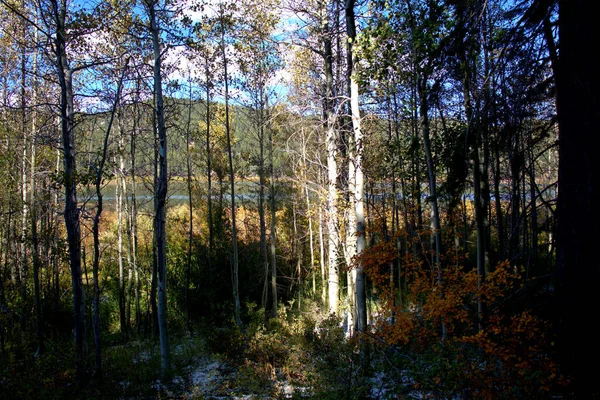 Cores Outono Longo Lago Montanha Com Aspens Folhas Amarelas Mostrando — Fotografia de Stock