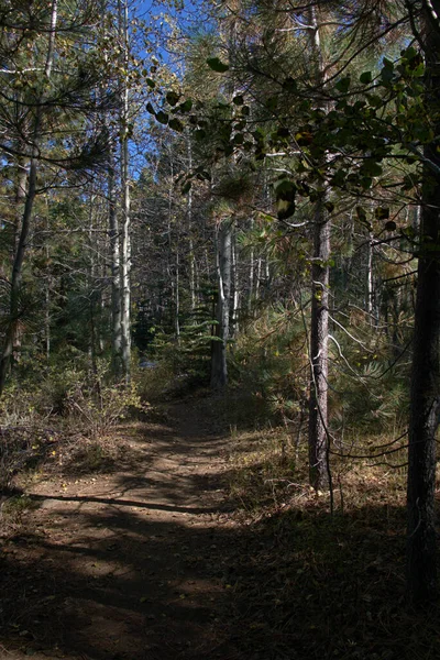 初秋的时候 高山远足的小径穿过松树和白杨树 它们生长在海拔较低的地方 头顶是蓝天 — 图库照片