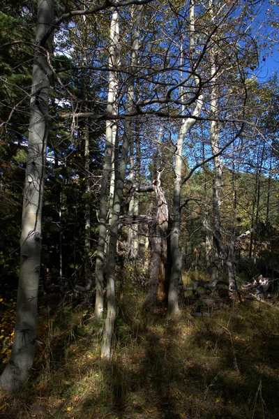 Early autumn hiking thru the lower elevations thru an aspen grove after mother nature took the golden leaves away!