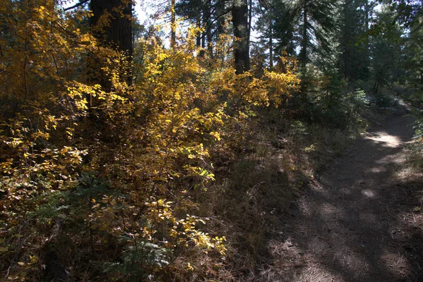 Superbes Couleurs Automnales Long Sentier Randonnée Montagne Dans Les Montagnes — Photo