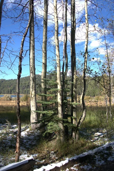 Skupina Aspens Rostoucí Kolem Malé Borovice Horským Jezerem Pozadí Modrou — Stock fotografie