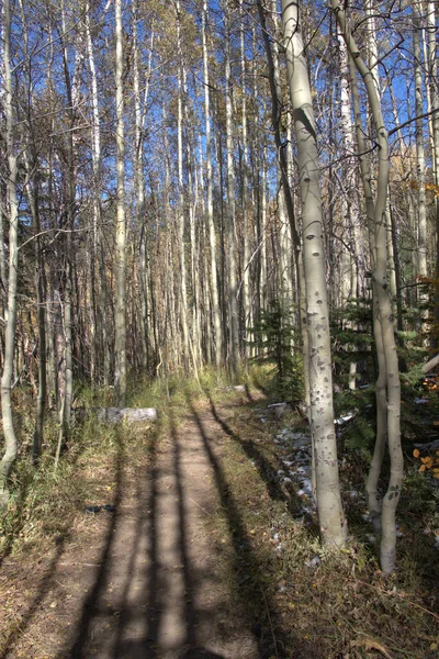 Mountain Hiking Trail Thru Gove Aspen Trees Leaves Have Fallen — Stock Photo, Image