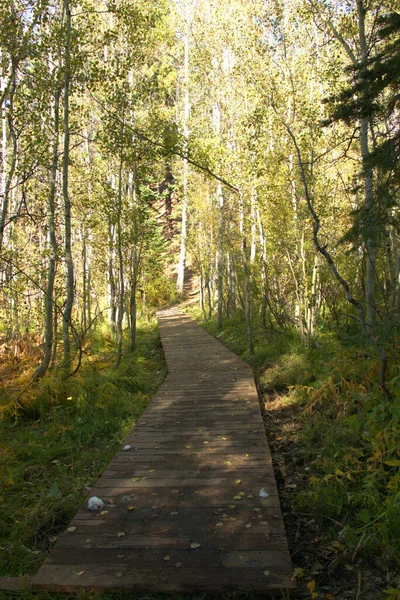 Lumière Soleil Tardif Illumine Peuplier Faux Tremble Avec Une Promenade — Photo