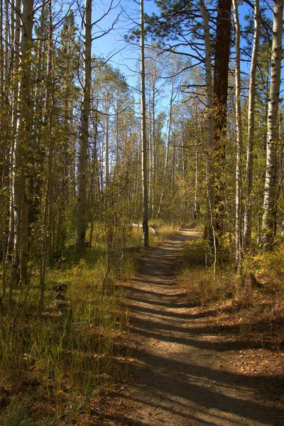 Rotkehlchen Blauer Himmel Über Einem Bergwanderweg — Stockfoto