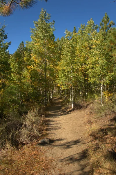 Serria Nevada Dağları Nda Yürüyüş Parkurları Sonbaharda Bir Kavak Ağacının — Stok fotoğraf