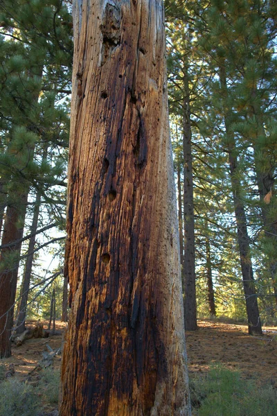 Brända Träd Står Fortfarande Efter Brand Svepte Genom Ravinen — Stockfoto