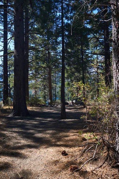 Γυναίκα Πεζοπόρος Ένα Δάσος Ponderosa Στη Λίμνη Tahoe — Φωτογραφία Αρχείου