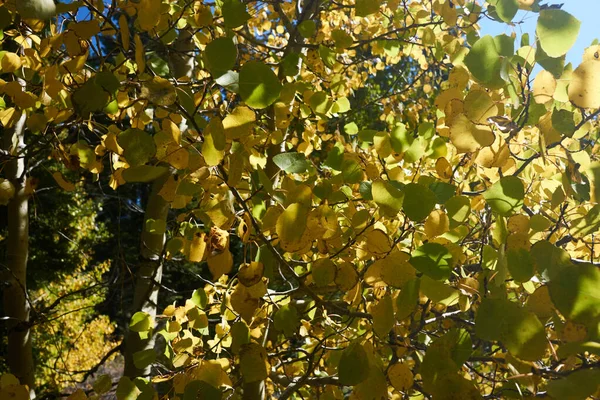 Крупный План Солнечных Светящихся Листьев Аспена Осенью — стоковое фото