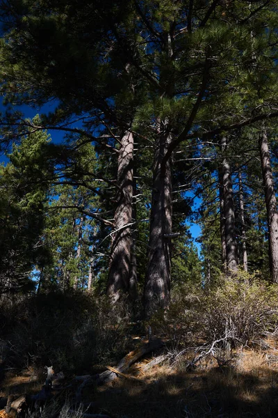 Enormi Vecchi Pini Ponderosa Nelle Montagne Della Sierra Nevada — Foto Stock