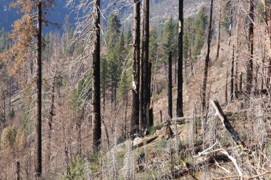 Ferguson Yangını, ABD 'de Kaliforniya' da bulunan Sierra Ulusal Ormanı, Stanislaus Ulusal Ormanı ve Yosemite Ulusal Parkı 'ndaki bir orman yangını. Yangın 13 Temmuz 2018 'de 96.901 dönüm yandı.
