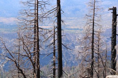 Ferguson Yangını, ABD 'de Kaliforniya' da bulunan Sierra Ulusal Ormanı, Stanislaus Ulusal Ormanı ve Yosemite Ulusal Parkı 'ndaki bir orman yangını. Yangın 13 Temmuz 2018 'de 96.901 dönüm yandı.