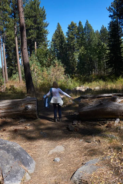 Τεράστιο Ponderosa Pine μπλοκάρει το μονοπάτι πεζοπορίας — Φωτογραφία Αρχείου