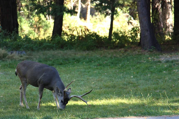 Veados Mule Buck Alimentando Prado Gramado Parque Nacional Yosemite — Fotografia de Stock