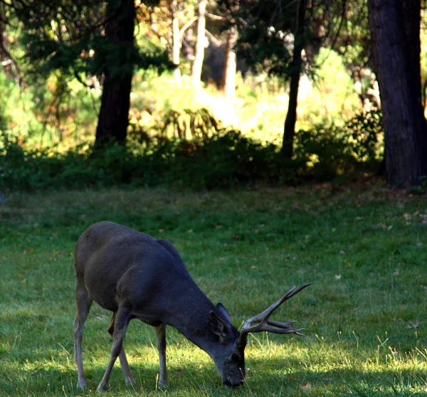 ヨセミテ国立公園の芝生の牧草地で鹿の餌やり — ストック写真