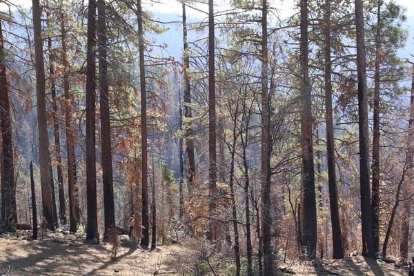 Ferguson Yangını Abd Kaliforniya Bulunan Sierra Ulusal Ormanı Stanislaus Ulusal — Stok fotoğraf
