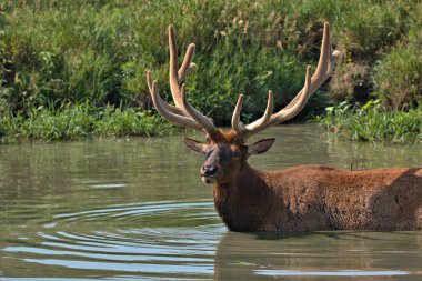 Boğa geyiği nehirde yüzerken yaz sıcağından kaçıyor.