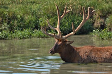 Boğa geyiği nehirde yüzerken yaz sıcağından kaçıyor.