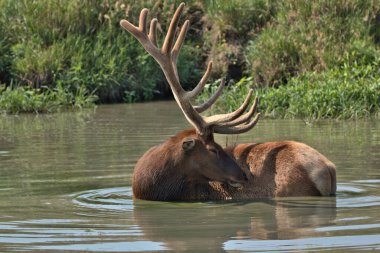 Yaz mevsiminde boğa geyiği serinlemek için omuz derinliğinde suda duruyor.