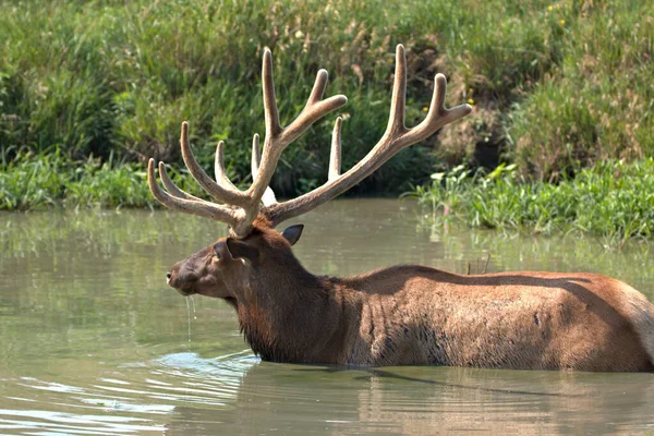 Bull Elk Sommaren Stående Axeln Djupt Vatten För Att Hålla — Stockfoto