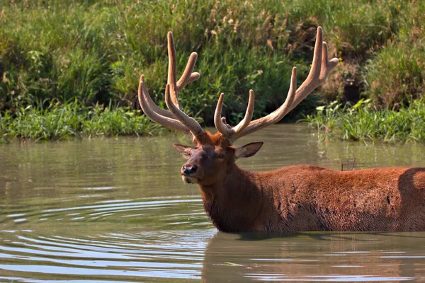 Bull Elk Zomer Staand Schouderdiep Water Koel Blijven — Stockfoto