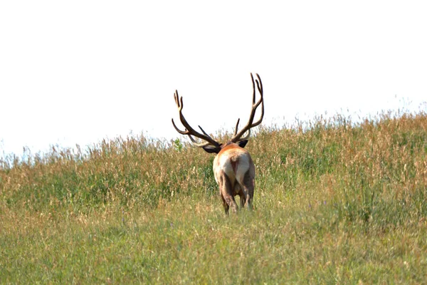 Bull Elk Promenader Genom Högt Gräs Till Kulle Topp Början — Stockfoto