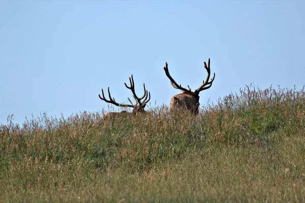 A couple of mature Bull elks on a hill top in a mountain meadow in the early summer