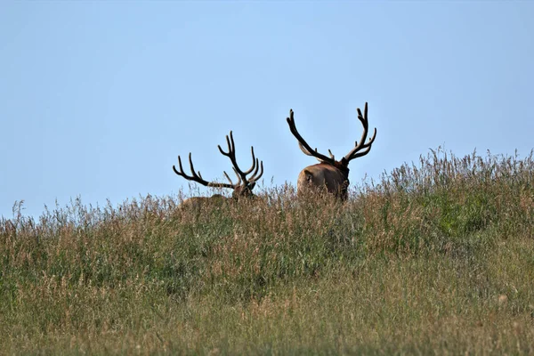 Ett Par Mogna Bull Älgar Kulle Topp Bergsäng Början Sommaren — Stockfoto