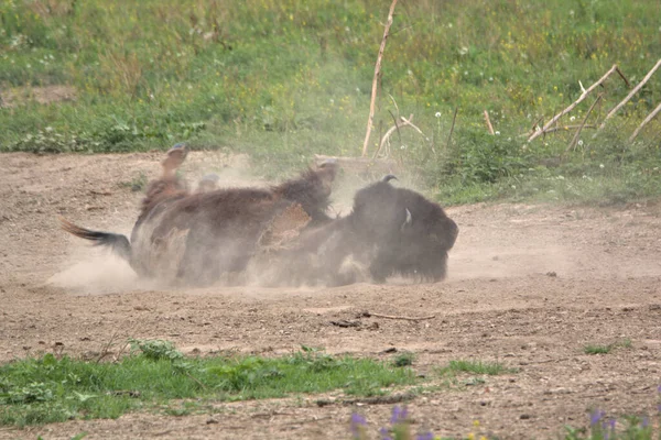 Bison Mature Déplaçant Dans Saleté Sèche Provoquant Nuage Poussière Levant — Photo