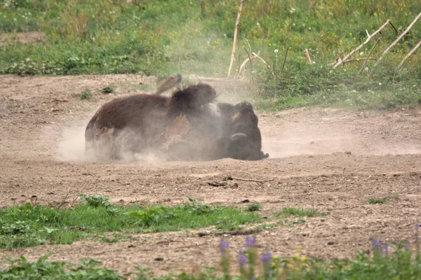 Mature Bison Rolling Dry Dirt Causing Cloud Dust Rising — Stock Photo, Image