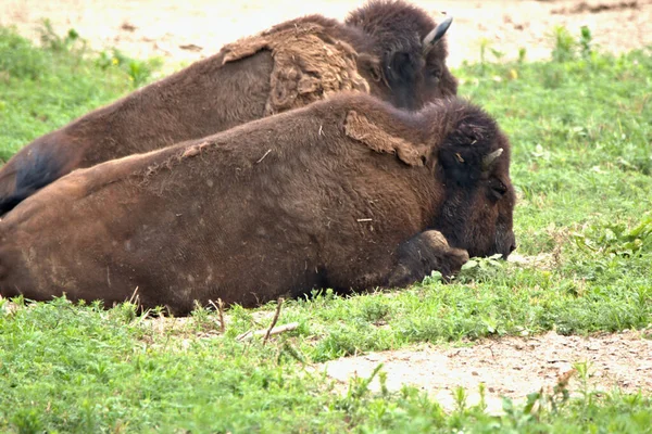 Bison Adulte Posé Sur Monticule Herbeux — Photo