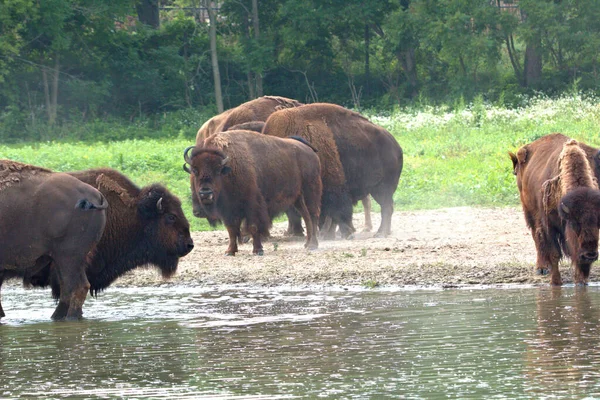 Yazın Devasa Bison Kapatın — Stok fotoğraf