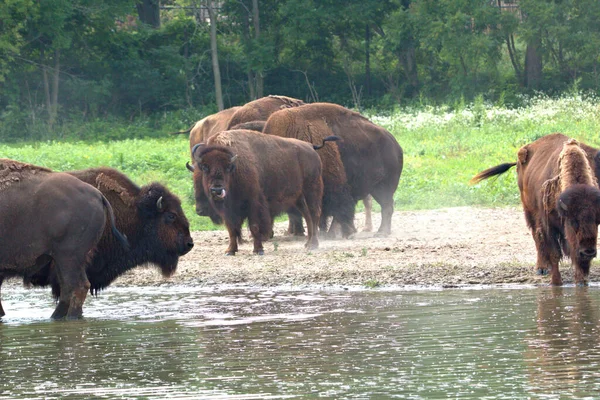 Bison Sürüsü Çayır Göletinin Serin Suyundan Faydalanıyor — Stok fotoğraf