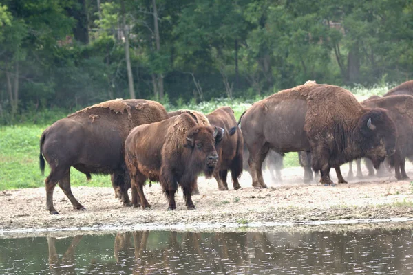 Büyük Bison Sürüsü Yazın Bir Gölet Kenarında Durur — Stok fotoğraf