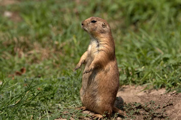 Prairie Dog Most Hated Cattle Men Midwest — Stock Photo, Image